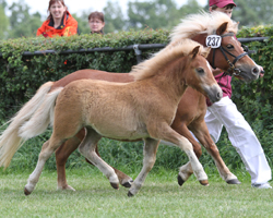 Sieger-Hengstfohlen Shetland Pony in Boxberg v. Well done / Kamillo. Foto: Weigel Sieger-Hengstfohlen Shetland Pony in Boxberg v. Well done / Kamillo. Foto: Weigel
